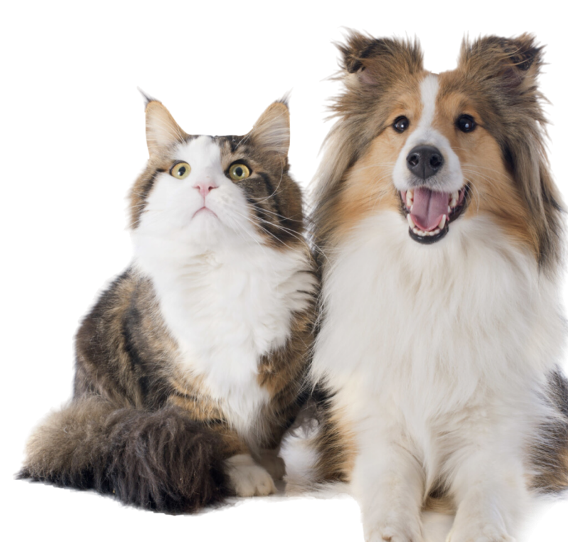 Pet Cat and Dog Companion sitting