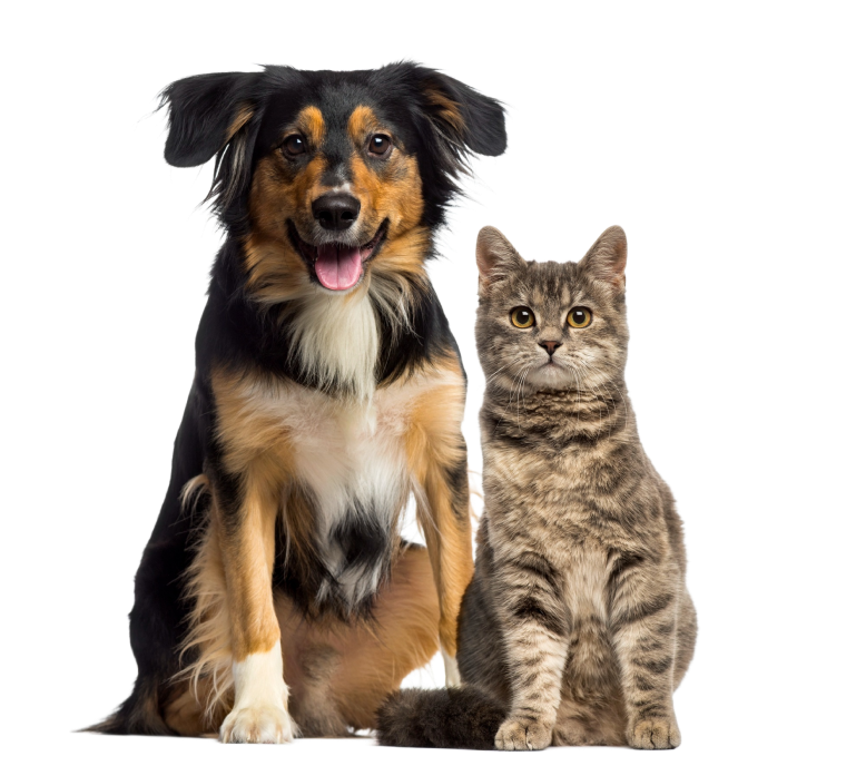 Black dog sitting with brown tabby cat